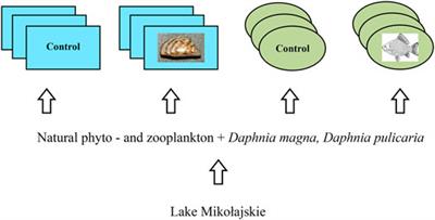 Effects of Macrobiota on the Transfer Efficiency of Essential Elements and Fatty Acids From Phytoplankton to Zooplankton Under Eutrophic Conditions